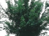Acer capestre elsrijk